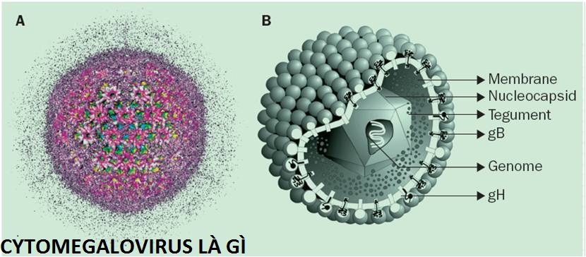 CYTOMEGALOVIRUS CYTOMEGALOVIRUS